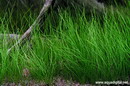 Eleocharis Acicularis